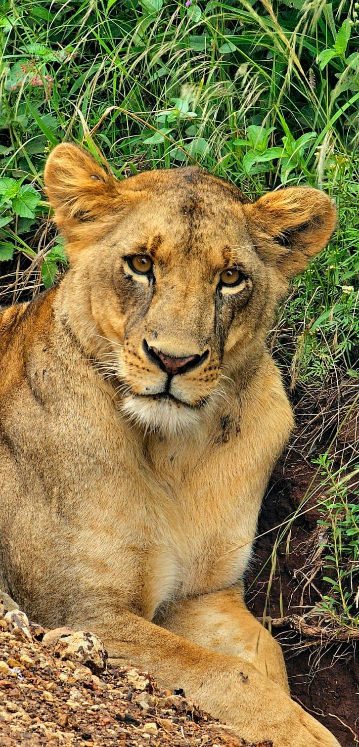 Nairobi City & Nature Day Trip