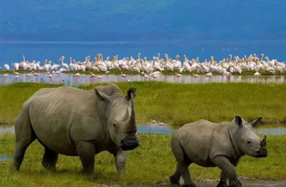 Lake Nakuru Escape (2 Days)